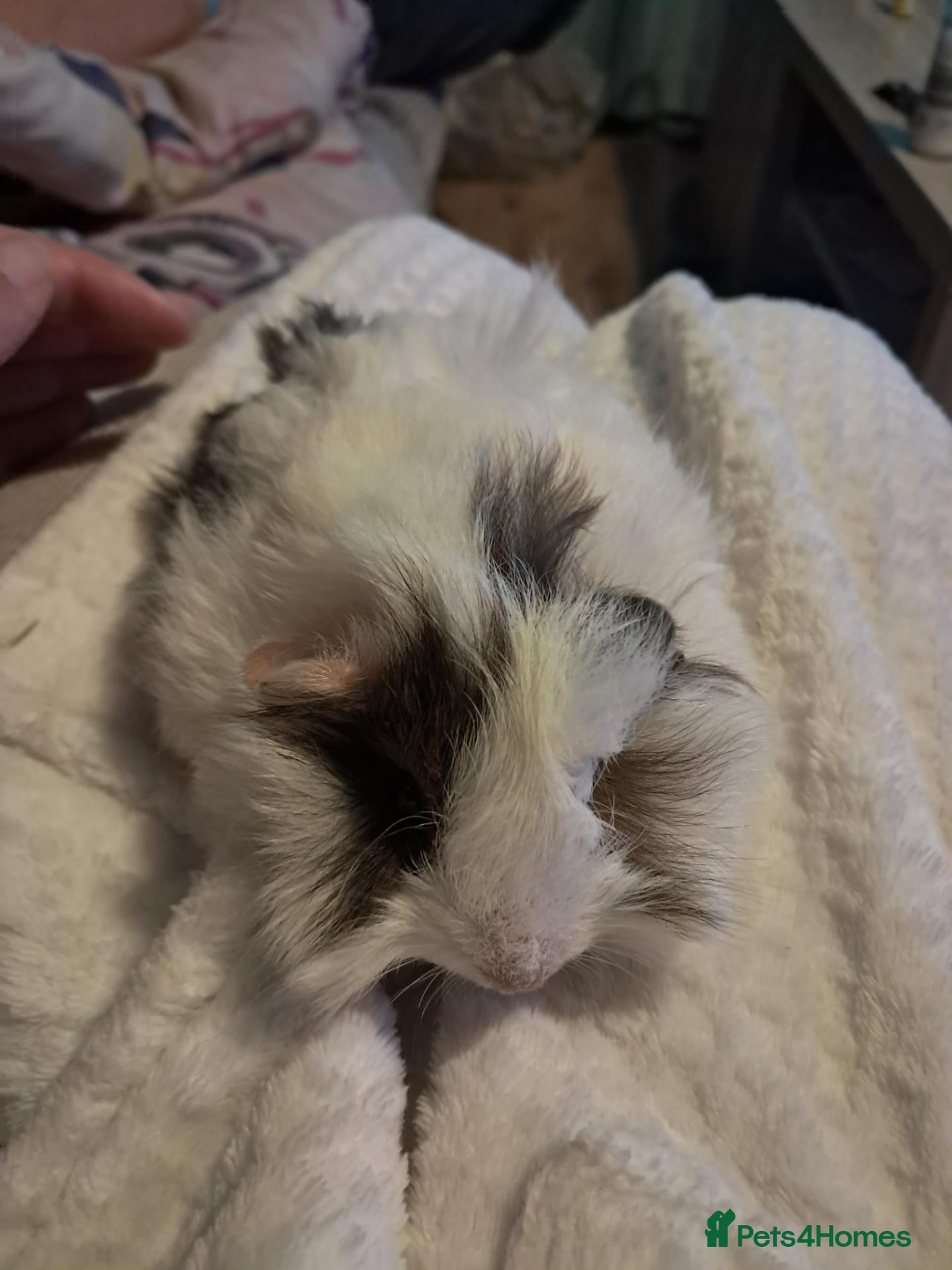 Guinea Pig rodents Two female baby guinea pigs for sale  - Advert 13