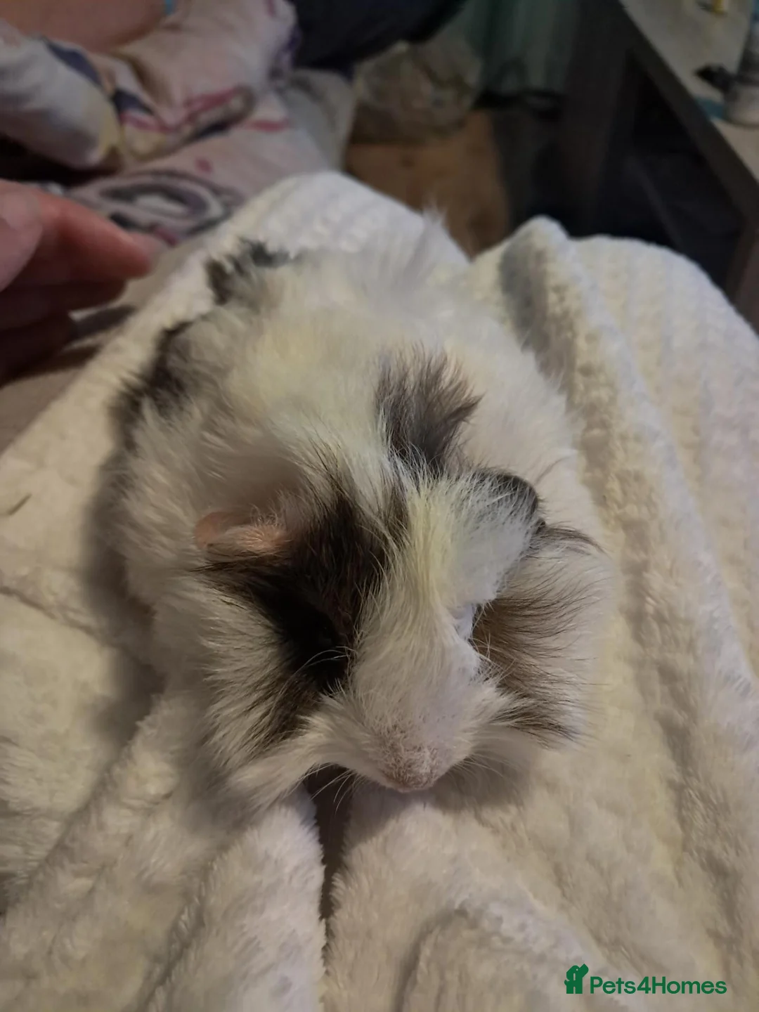 Guinea Pig rodents for sale: Two female baby guinea pigs for sale  - Advert 1