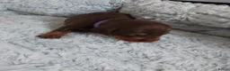 Dachshund dogs for sale: Bella - Advert 4