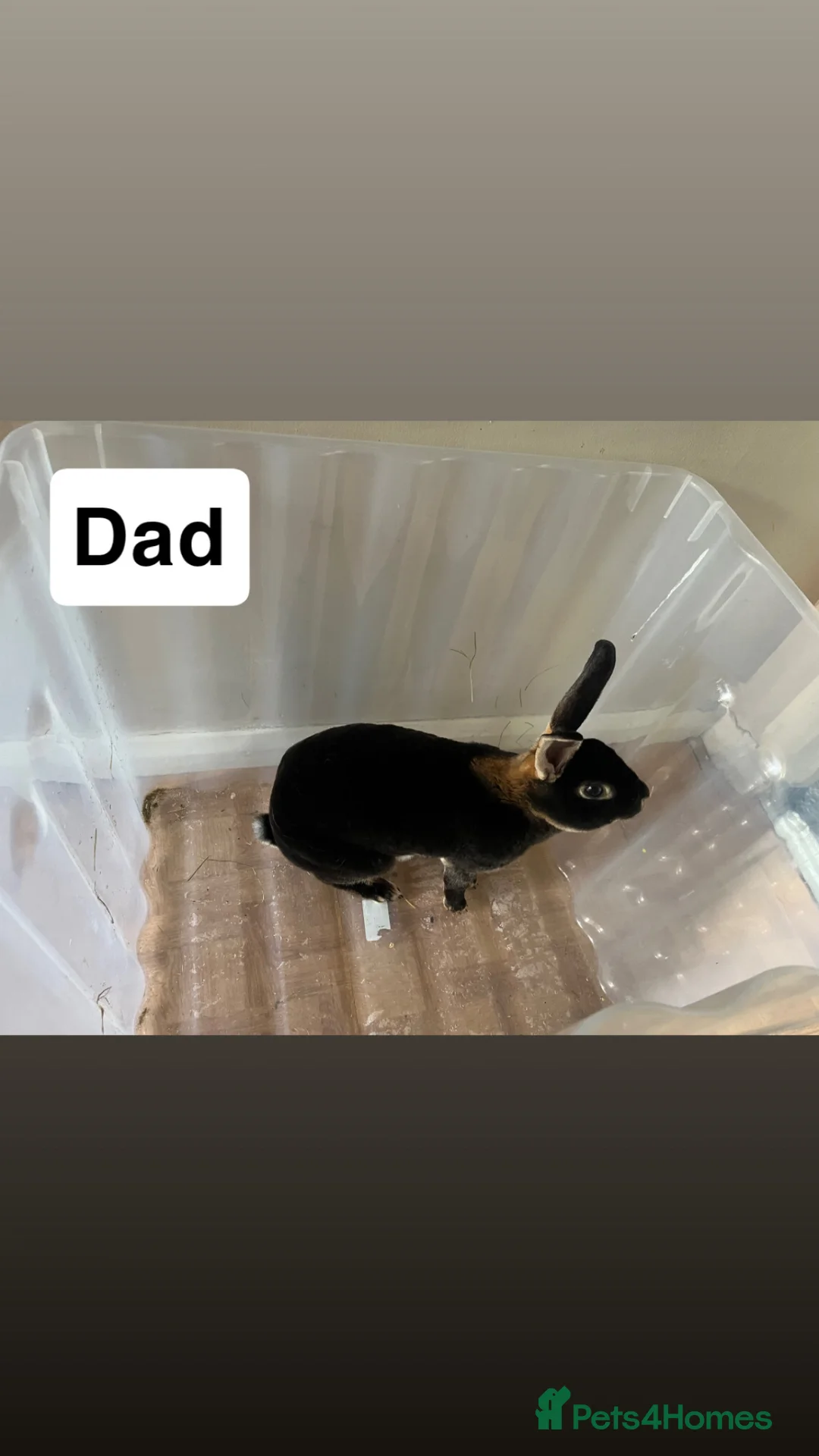 Rex rabbits for sale: 2x Black Otter, Standard Rex Rabbit Kits Available in Huntingdon - Advert 10