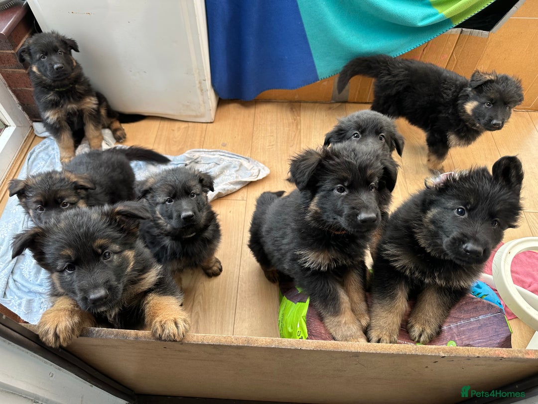 German Shepherd dogs for sale: READY TO GO Long Haired German Shepherd Puppies - Image 1