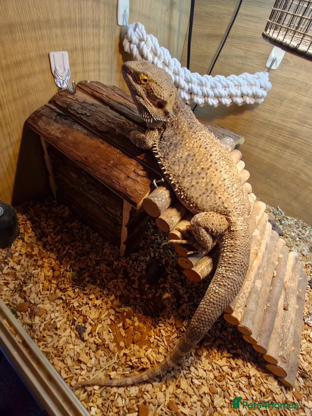 Bearded Dragon reptiles for sale: Full setup and dragon in Pontefract - Advert 5