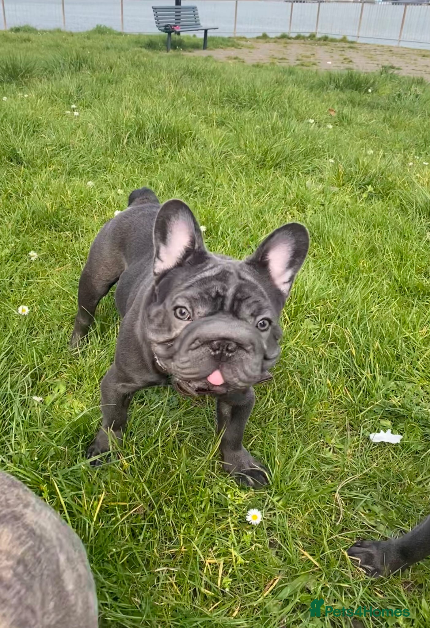 French Bulldog dogs KC registered French Bulldog Girl  & 1 Boys 🐶❤️ - Advert 10
