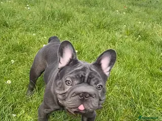 French Bulldog dogs KC registered French Bulldog Girl & 1 Boys 🐶❤️ - Advert 10