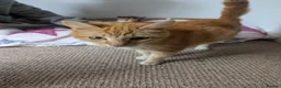 Mixed Breed cats for sale: Kittens nearly ready to go  - Advert 4