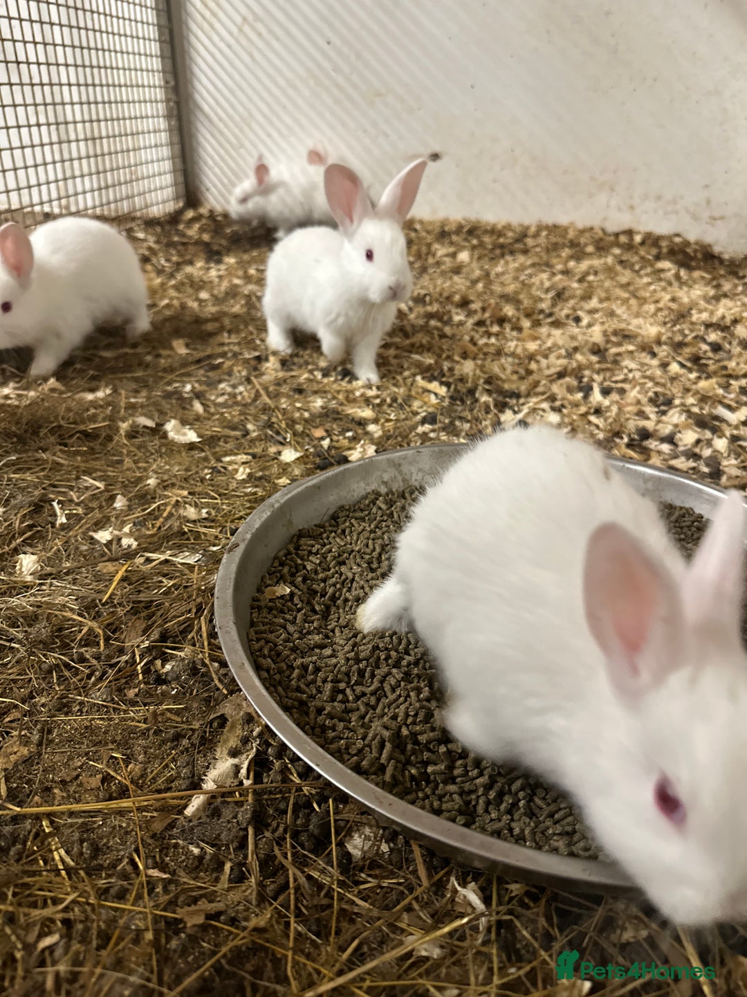 Netherland Dwarf rabbits for sale: Netherlands, Rex’s, californians ready to go - Image 4