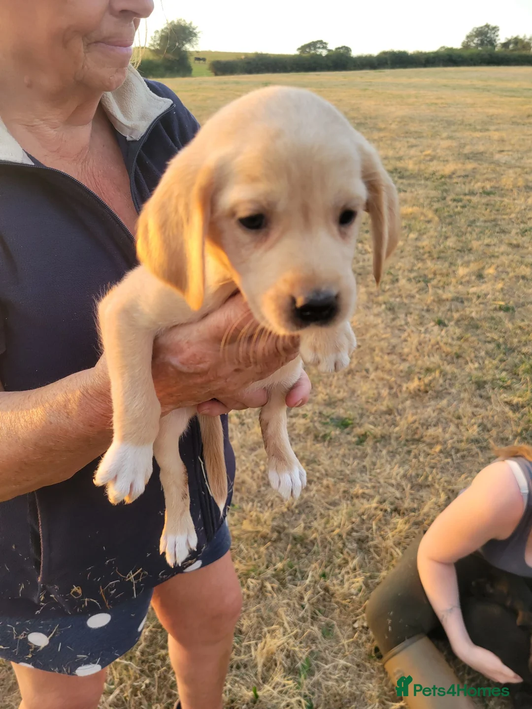 Mixed Breed dogs for sale: Labrador x sprocker puppies - Advert 12