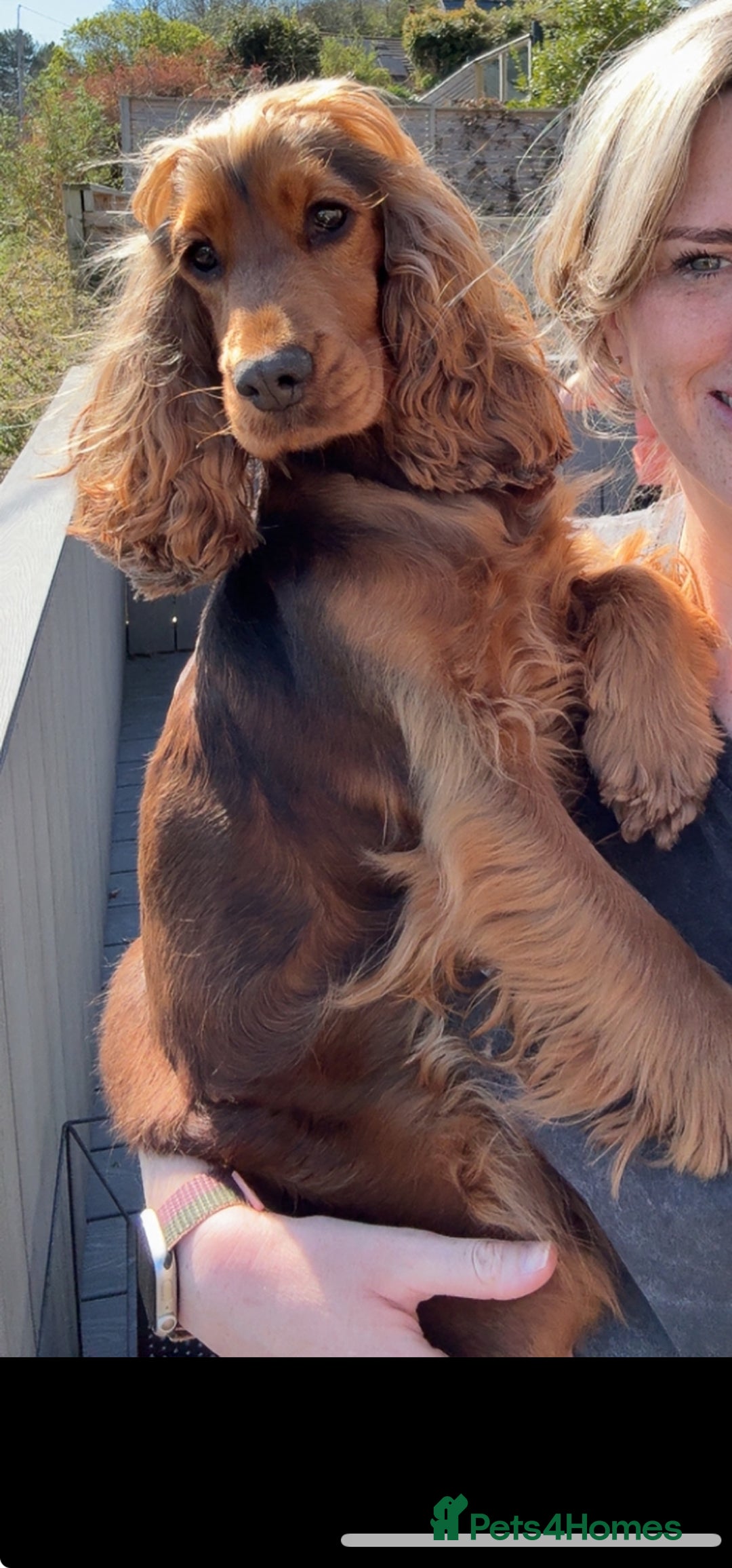 Cockapoo dogs for sale: ✨ F1 Toy Cockapoo Puppies – Ready 28th August ✨ - Image 9
