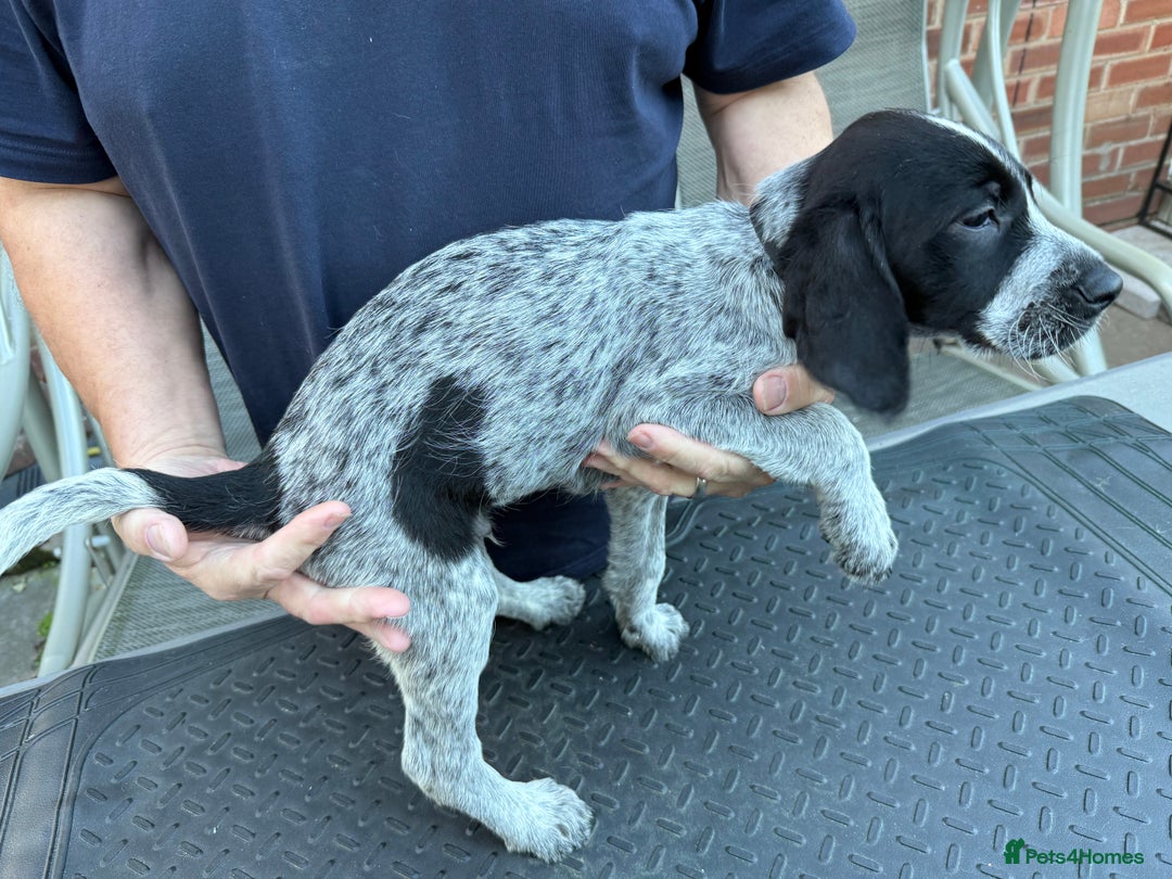 Mixed Breed dogs for sale: German shorthair pointer/wirehairpointer - Image 15