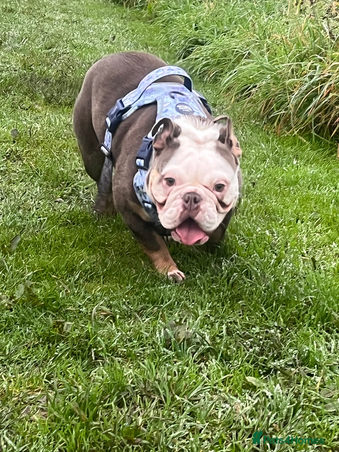 English Bulldog dogs for sale: KC registered English bulldog in Swindon - Advert 4