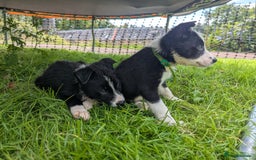 Border Collie dogs for sale: Border Collie puppies  - Image 9