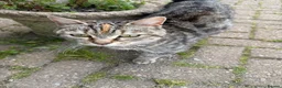 Mixed Breed cats for sale: 2 beautiful kittens very fluffy tabby’s  - Advert 5