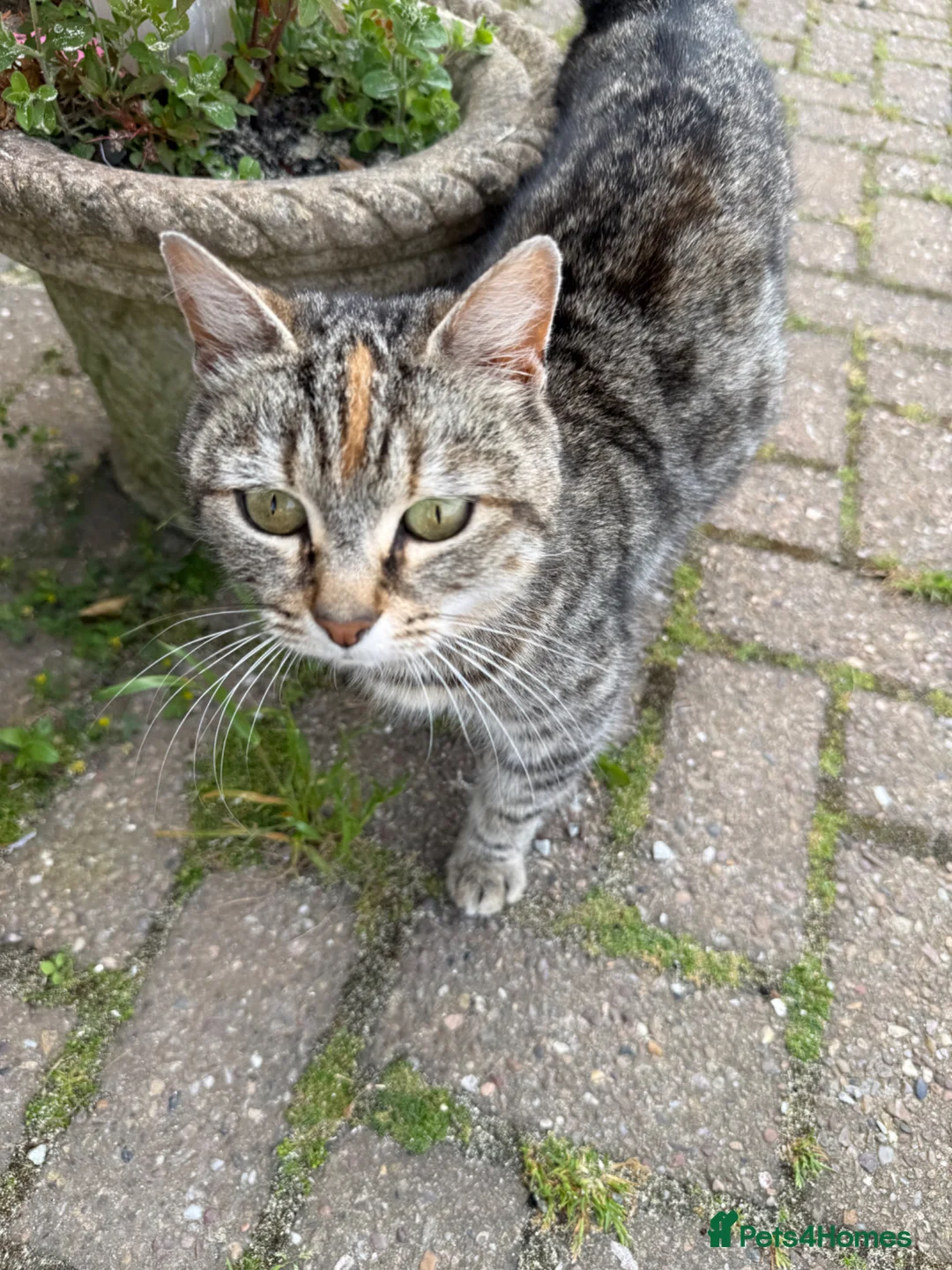 Mixed Breed cats for sale: 2 beautiful kittens very fluffy tabby’s  - Advert 5