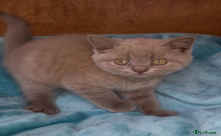 British Shorthair cats - Advert 9