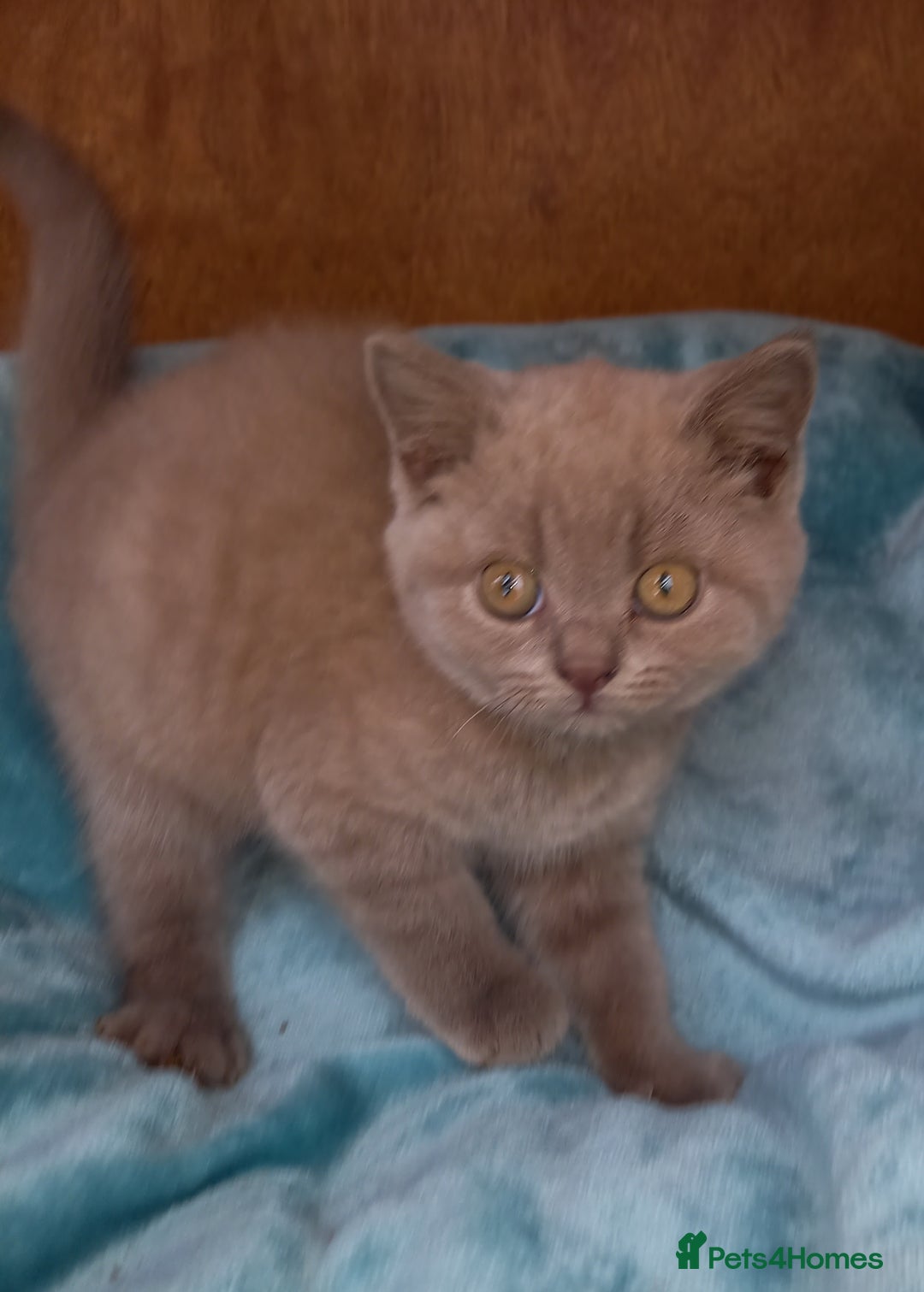 British Shorthair cats for sale: Super GCCF Registered Kittens - Image 1