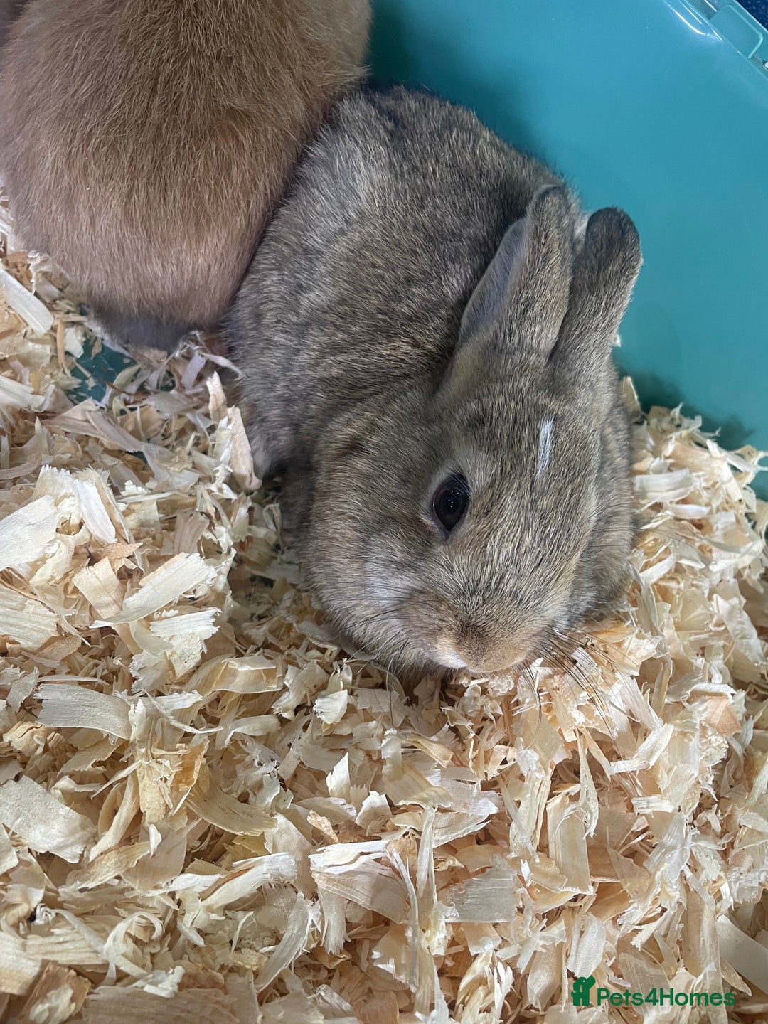 Netherland Dwarf rabbits for sale: Beautiful baby bunnies for sale  - Image 6