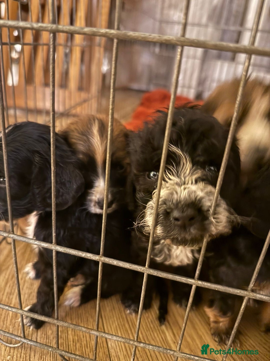 Cockapoo dogs for sale: Cockapoo puppies for sale ready to go - Advert 2