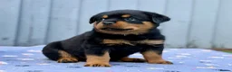 Rottweiler dogs for sale: 5 Exceptional KC Registered Rottweiler Puppies - Advert 6