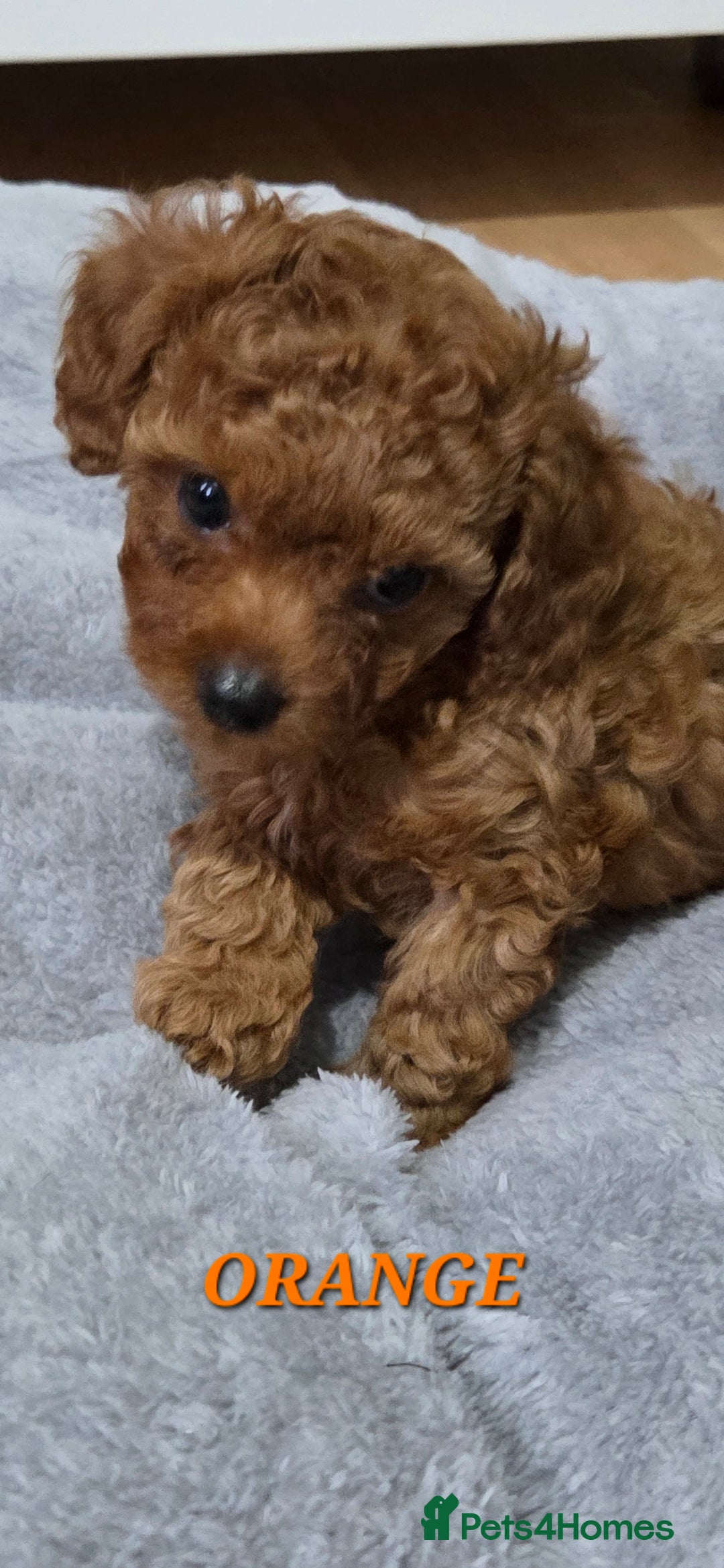 Mixed Breed dogs for sale: Toy / Aisan Poodle, Red Puppies - Advert 22