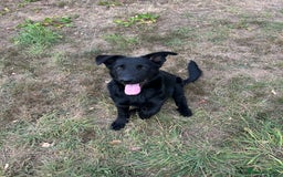 German Shepherd dogs for sale: German Shepard Puppies - Image 1