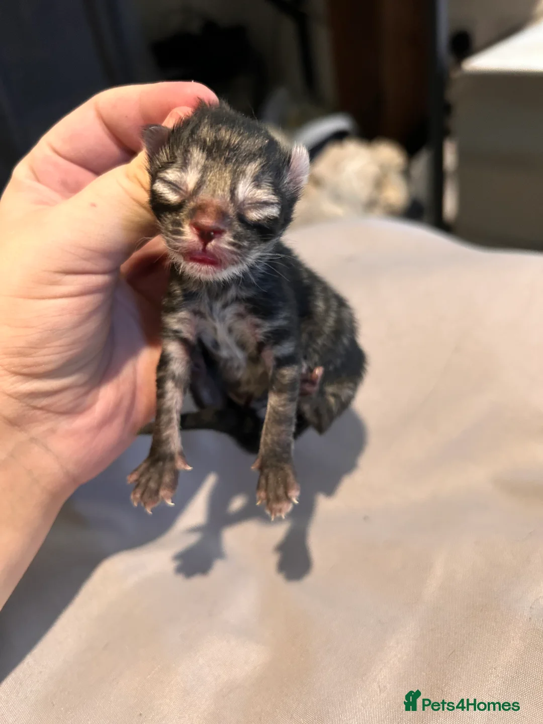 Mixed Breed cats for sale: Black Calico Tabby X American Wirehair Tabby - Advert 11