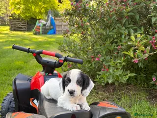 Sprocker dogs Sprocker Spaniel Puppies – Working Bloodlines - Advert 8