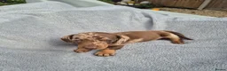 Miniature Dachshund dogs for sale: Gorgeous KC Reg, PRA Clear miniature dachshunds - Advert 11
