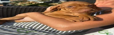 Hungarian Vizsla 3