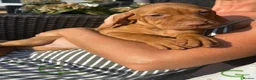 Hungarian Vizsla dogs for sale: Gunfield duel purpose - Exceptional Show & Working - Advert 36