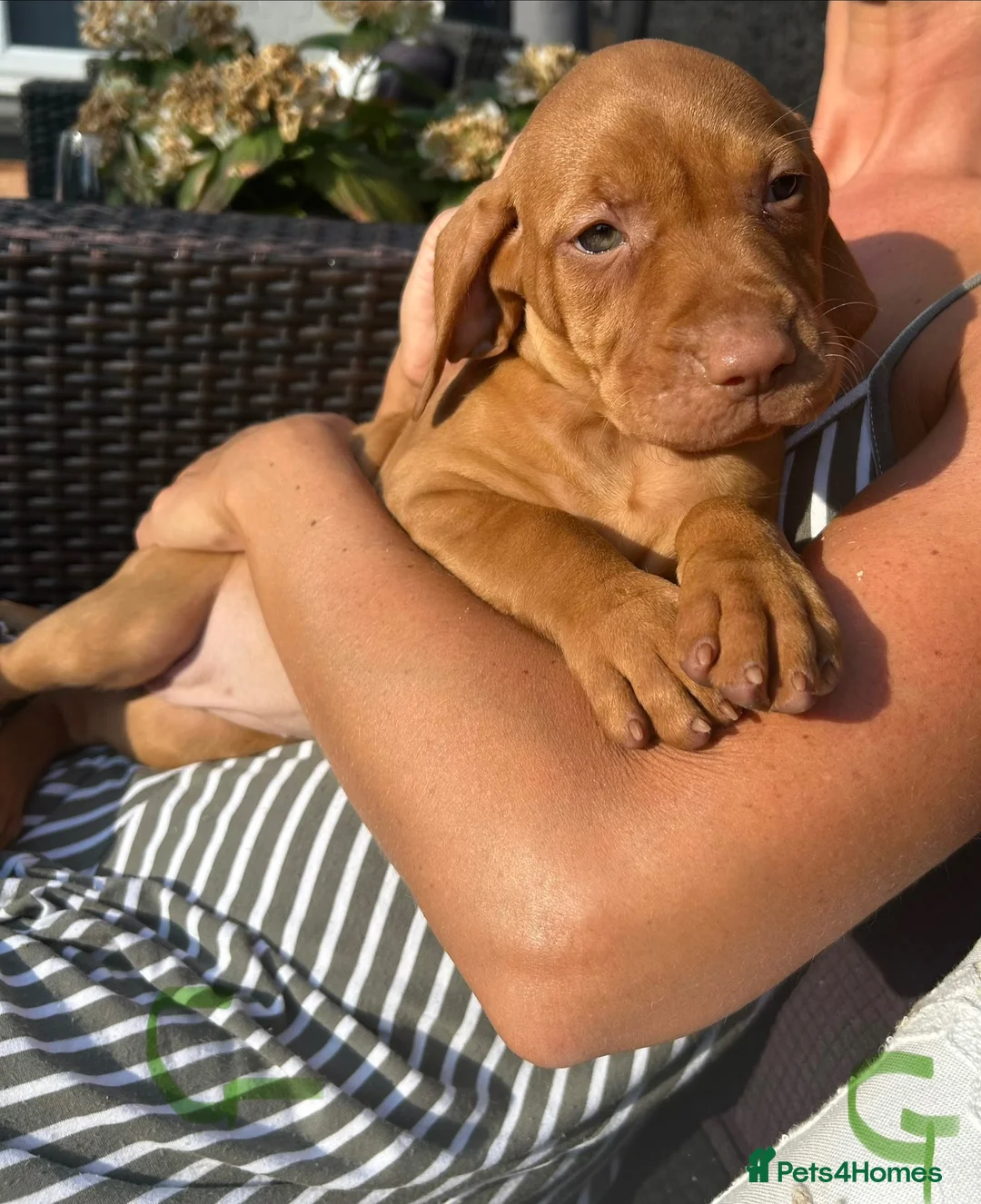 Hungarian Vizsla dogs for sale: Gunfield duel purpose - Exceptional Show & Working - Advert 36