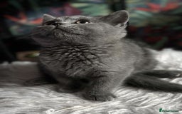 British Shorthair cats for sale: READY TO LEAVE NOW! Black and grey pedigree BSH!! - Image 4