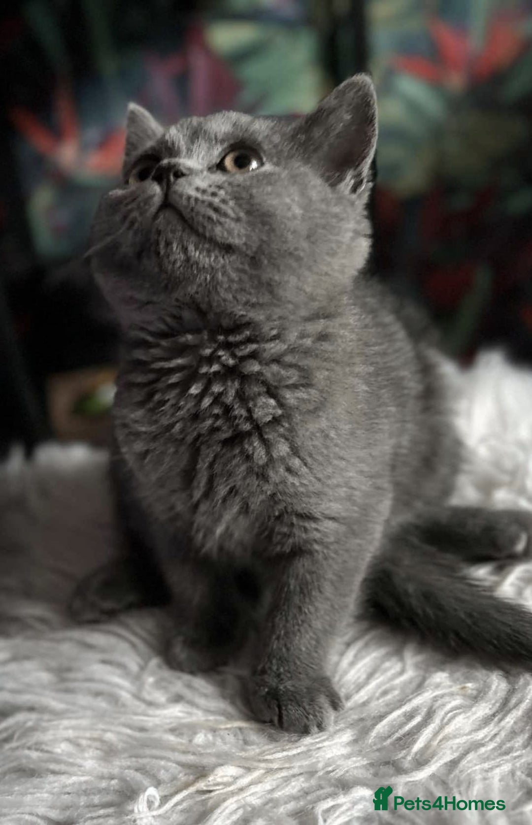 British Shorthair cats for sale: READY TO LEAVE NOW! Black and grey pedigree BSH!! - Image 4
