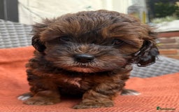 Shihpoo dogs for sale: Fluffy ShihPoo puppies - Image 15