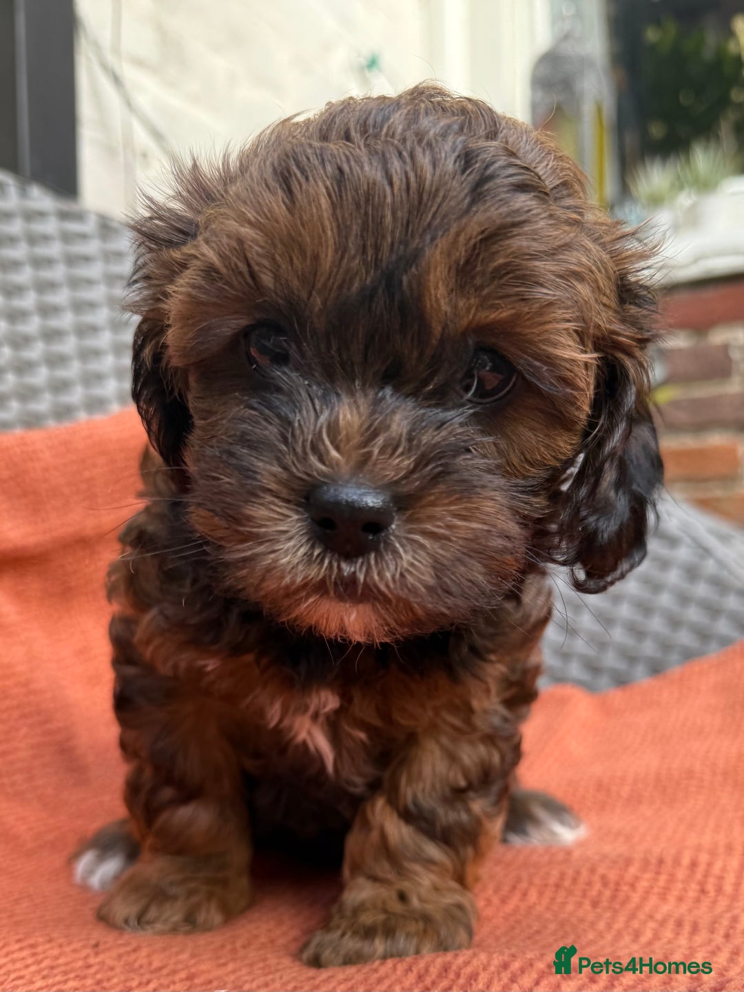 Shihpoo dogs for sale: Fluffy ShihPoo puppies - Image 15