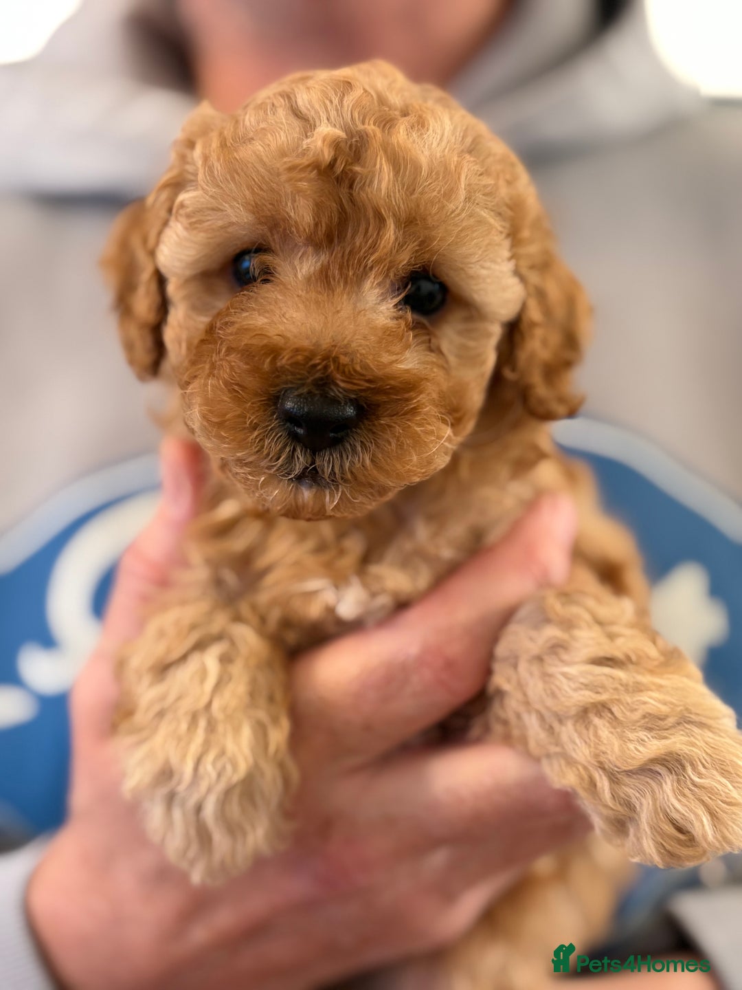 Maltipoo dogs for sale: Gorgeous Maltipoo Puppies  - Advert 8