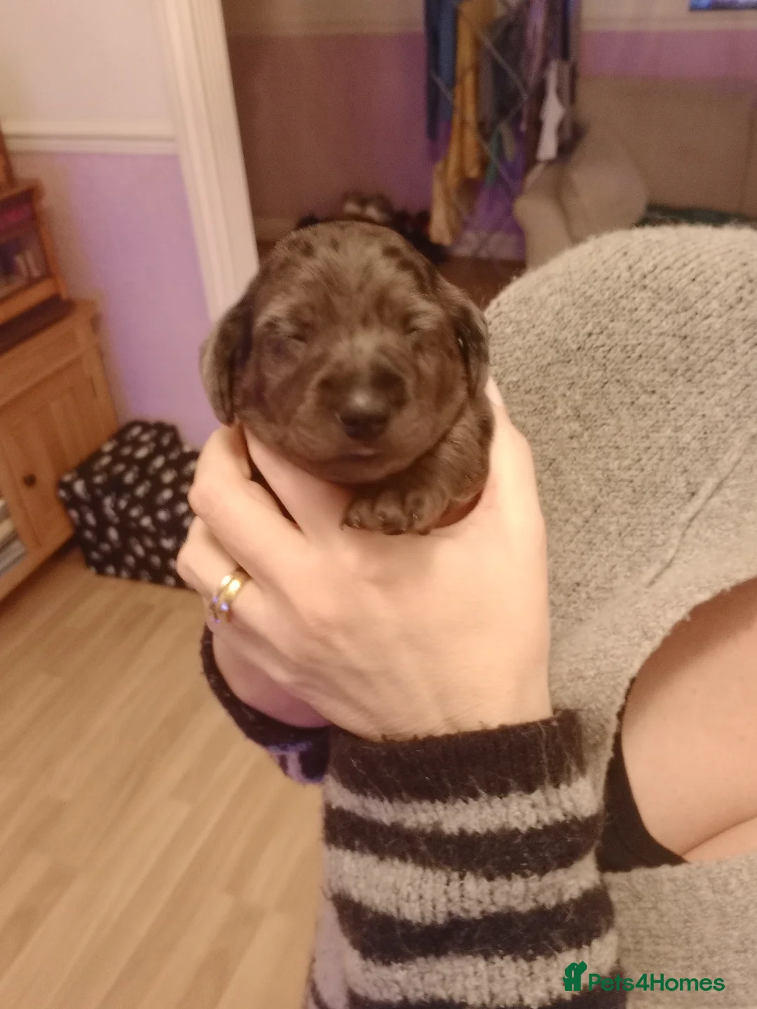 Doxiepoo dogs for sale: Doxiepoo puppies  in Cardiff - Advert 2