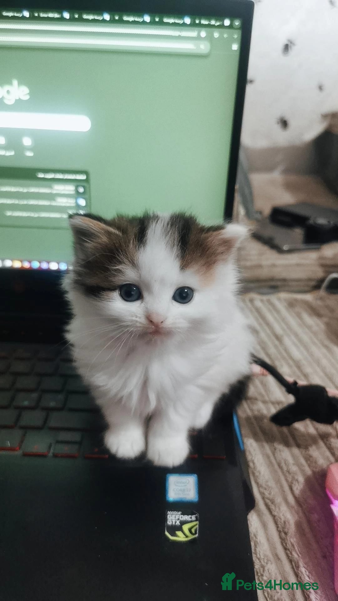 Mixed Breed cats Lovely Kittens for Sale 🐾 Low Allergy Risk  - Advert 1