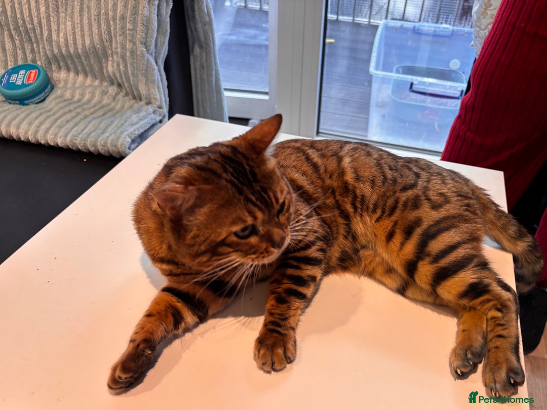 Bengal cats for sale: Male Bengal Cat – 2024, Fully Vaccinated, Rehoming - Advert 3