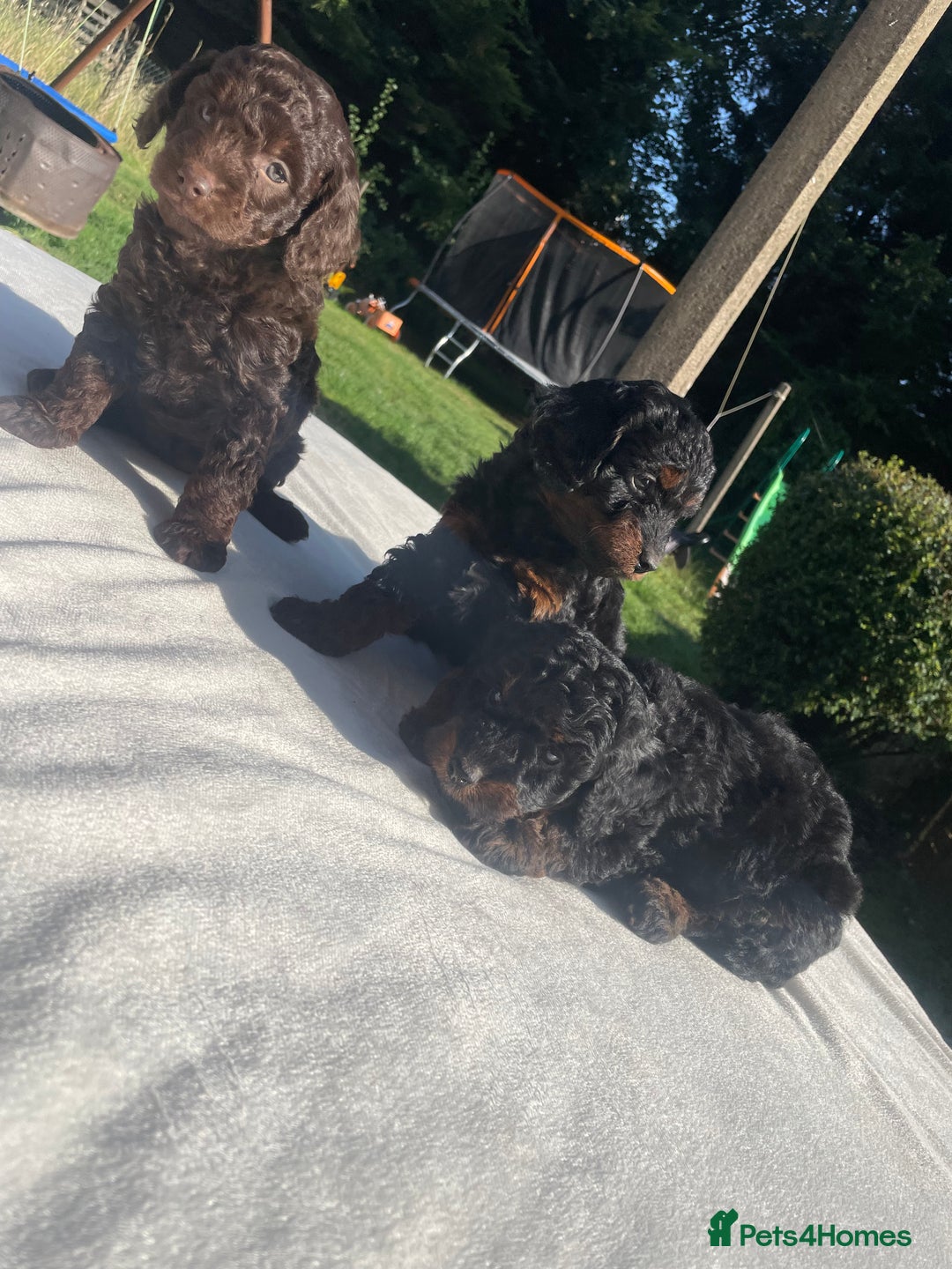 Cockapoo dogs for sale: Cockapoo Ready to leave now💕Only 1 boy left! - Image 13