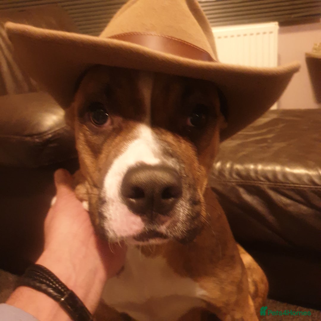 Mixed Breed dogs for sale: Boxer/Staff/Cane Corso Puppies for Sale - Advert 33