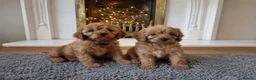 Cavapoo dogs for sale:  F1 Cavapoo 1Boy Available ready now 💚 - Advert 11