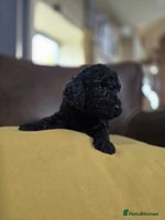 Doxiepoo dogs - Advert 6