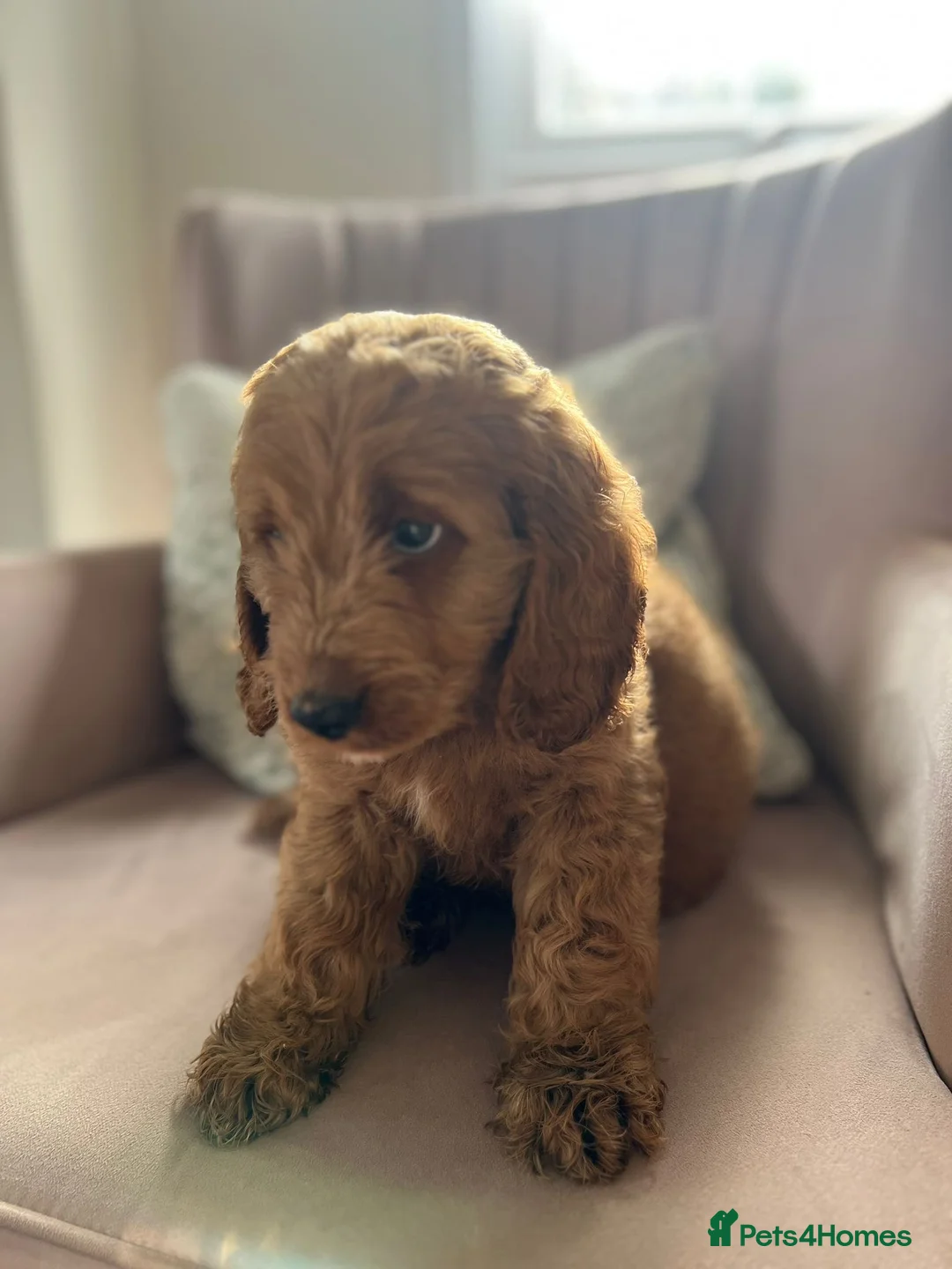 Cavapoo dogs for sale: Stunning red cavapoo puppies  - Advert 3