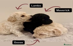 Maltipoo dogs for sale: Adorable F1B Merle** Maltipoo Puppies for sale - Image 15