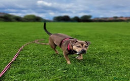 Mixed Breed dogs for sale: Staffy Cross In Need Of A Quieter Home 🐾💛 - Image 3