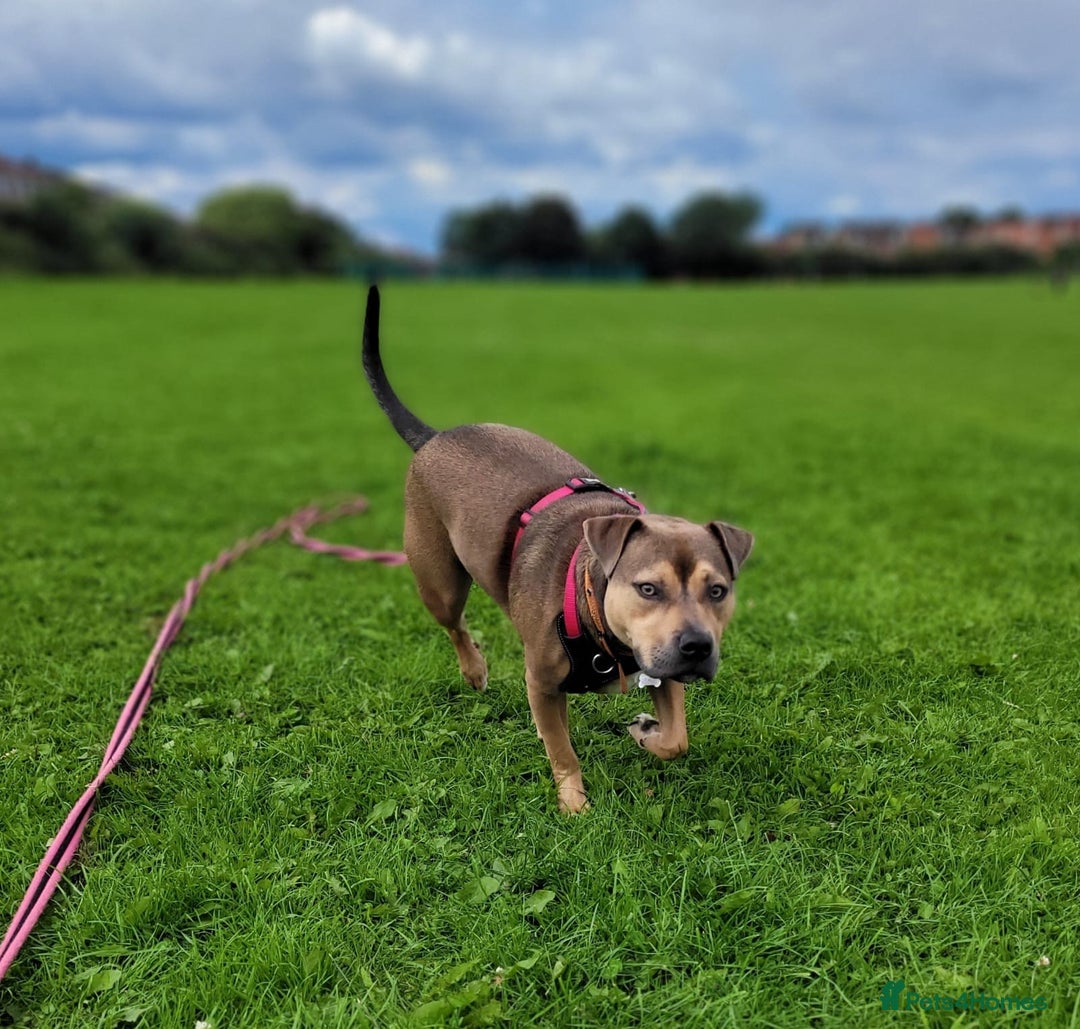 Mixed Breed dogs for sale: Staffy Cross In Need Of A Quieter Home 🐾💛 - Image 3