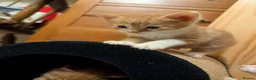 Domestic Shorthair cats for sale: Lovely kittens short and longhair  - Advert 10