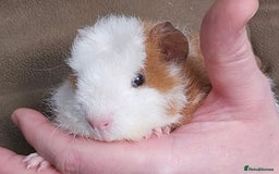 Guinea Pig rodents for sale: 7 Week Old Indoor Baby Guinea Pigs Male and Female - Image 3