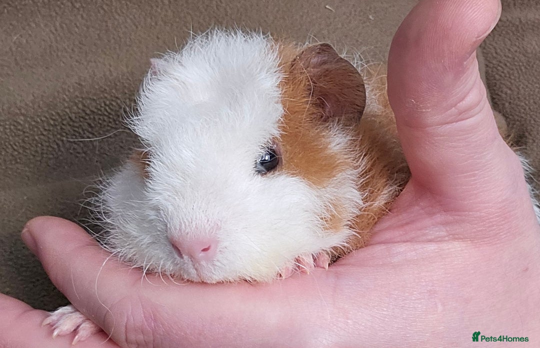 Guinea Pig rodents for sale: 7 Week Old Indoor Baby Guinea Pigs Male and Female - Image 3