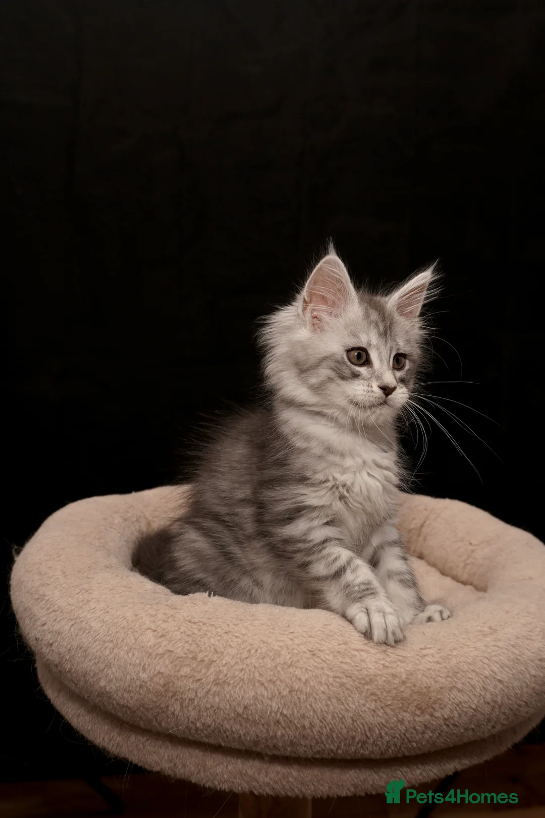 Maine Coon cats for sale: Black Silver classic tabby Mainecoon kittens - Advert 17